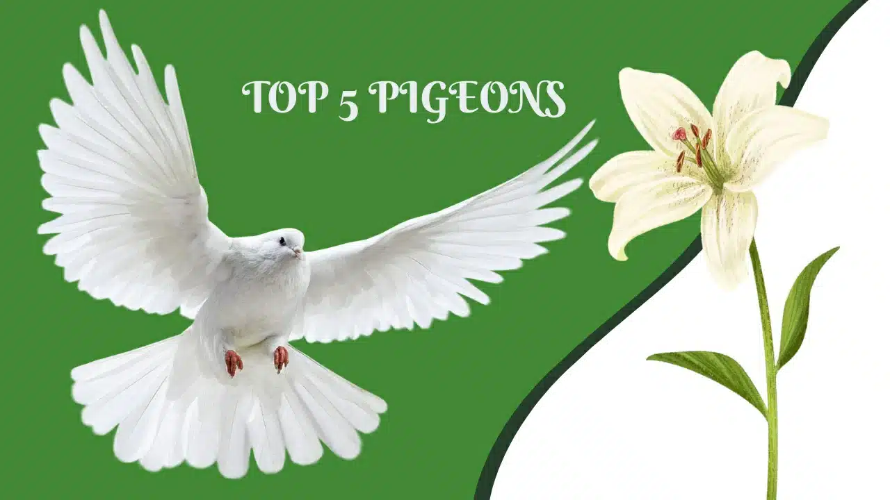 🐦 Top 5 Pigeons : If you don’t know the history of pigeons, let’s find out 🕊️👑✨