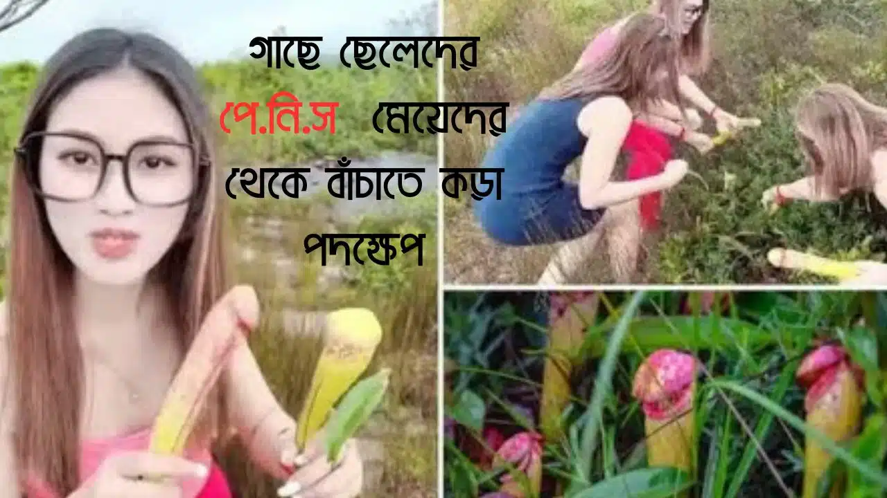 গাছে ছেলেদের পে.নি.স