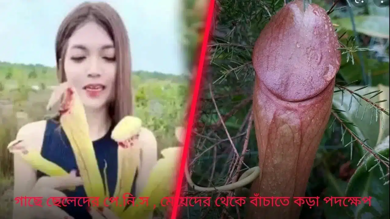 গাছে ছেলেদের পে.নি.স , মেয়েদের থেকে বাঁচাতে কড়া পদক্ষেপ